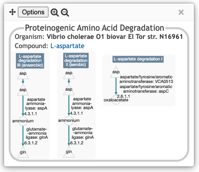 A popup box showing pathway diagrams for three aspartate
	  degradation pathways in V. cholerae.